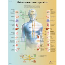 Lámina 3B Sistema Nervioso Vegetativo